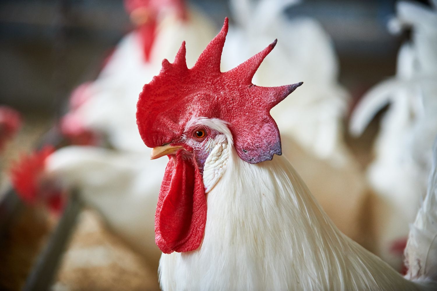A group of chickens inside of a coop.