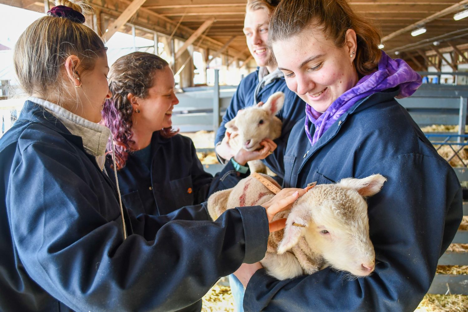 Four individuals in blue jackets are holding lambs.
