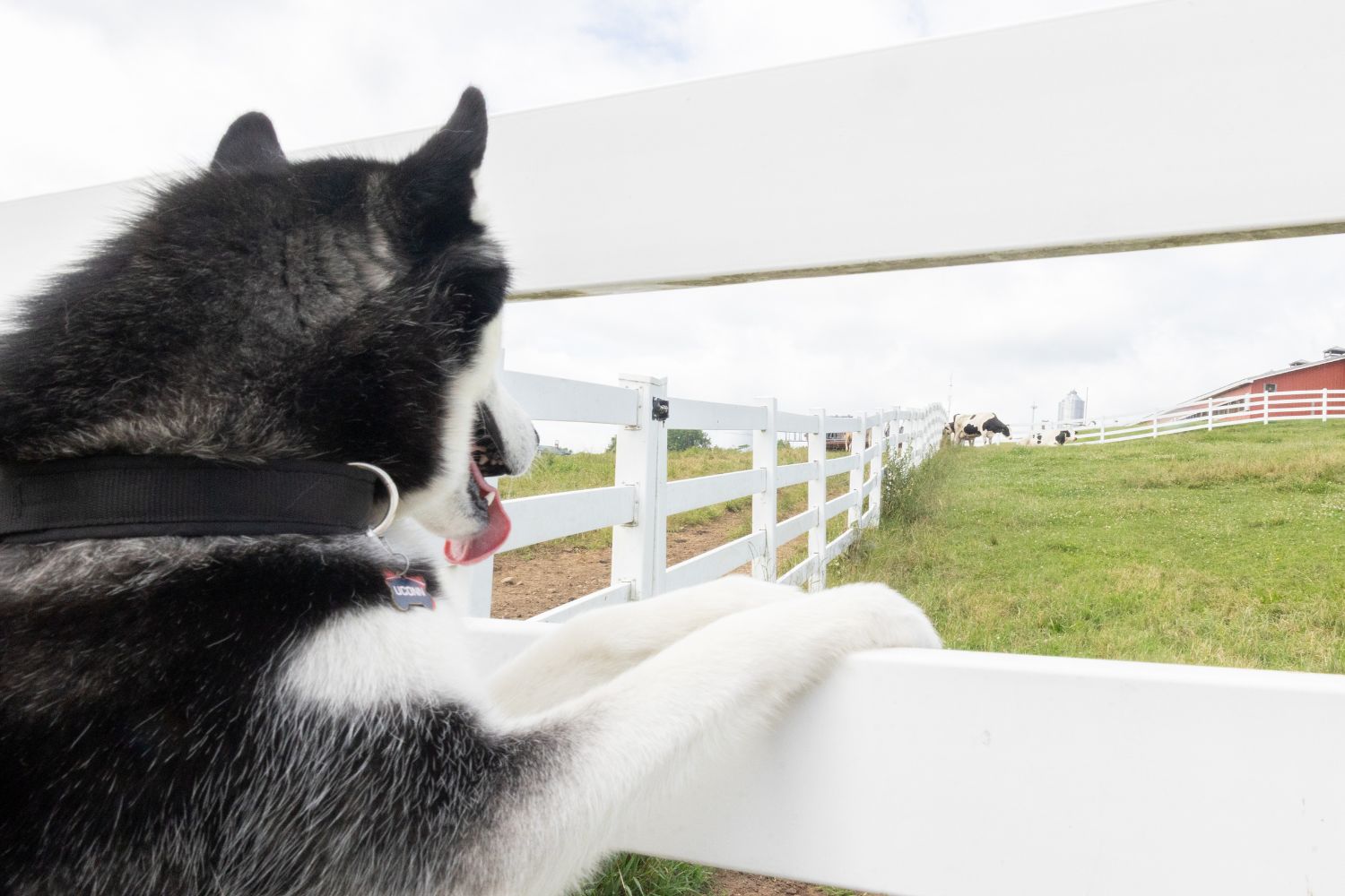 A dog stands on a fence, gazing at a farm in the distance.