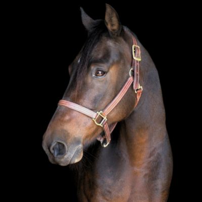A dark brown horse in front of a black backdrop.