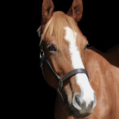 A light brown horse in front of a black background.