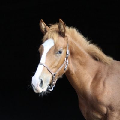 A light brown horse in front of a black background.