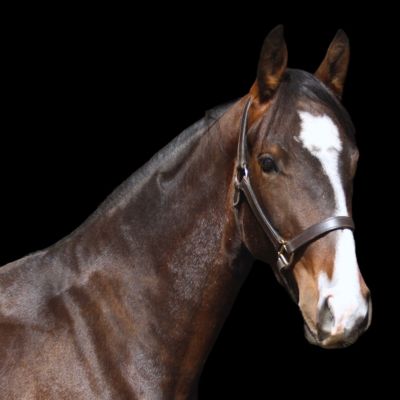 A dark brown horse in front of a black background.