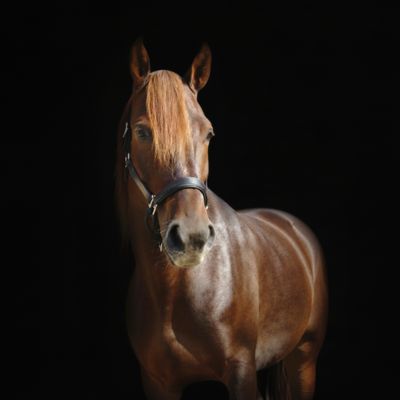 A brown horse in front of a black background.