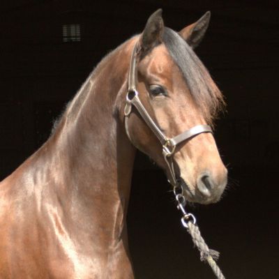 A brown horse in front of a black background.