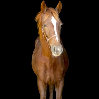 A light brown horse in front of a black background.